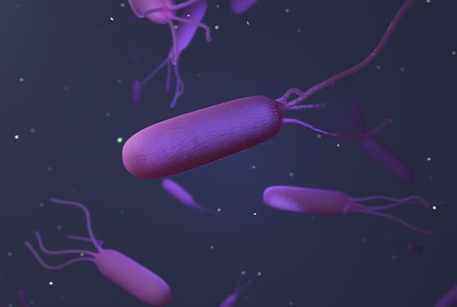 ピロリ菌のイラスト