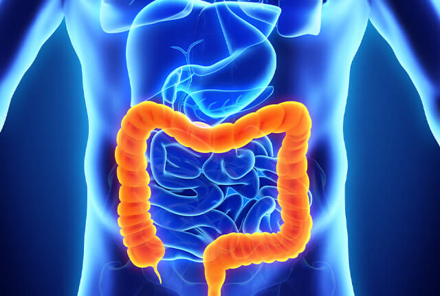 大腸のイラスト